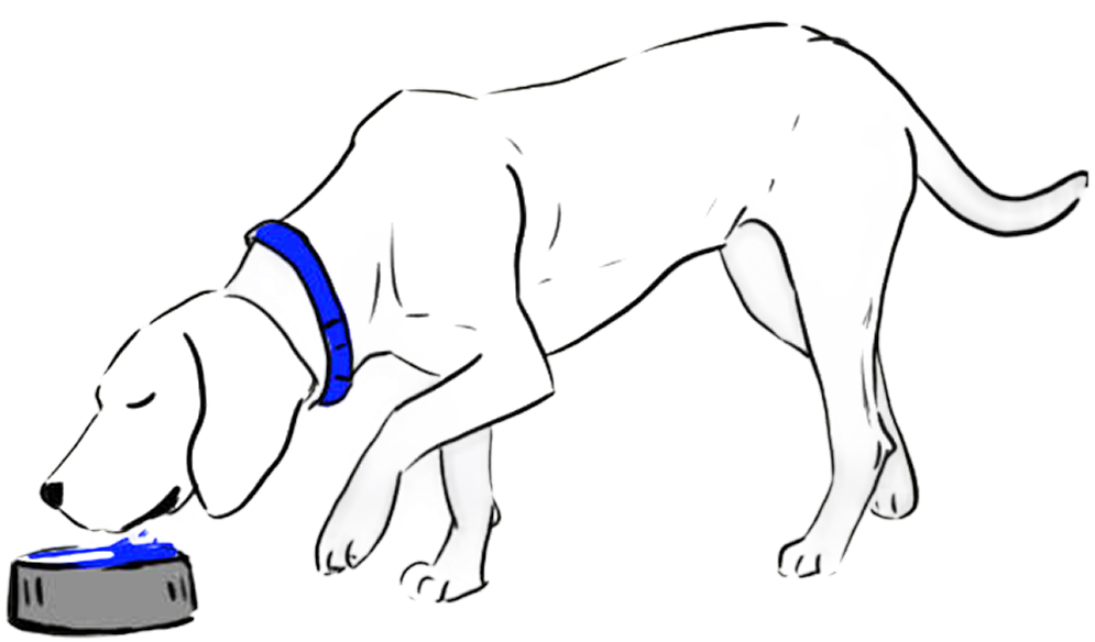 Left Dog