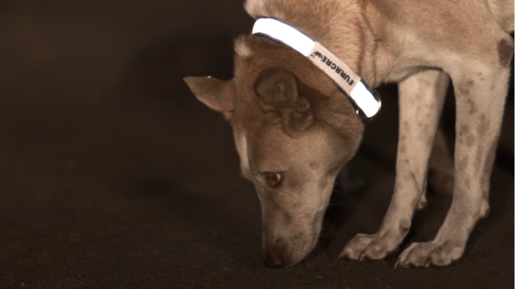 Reflective Collars for Community Animals 
