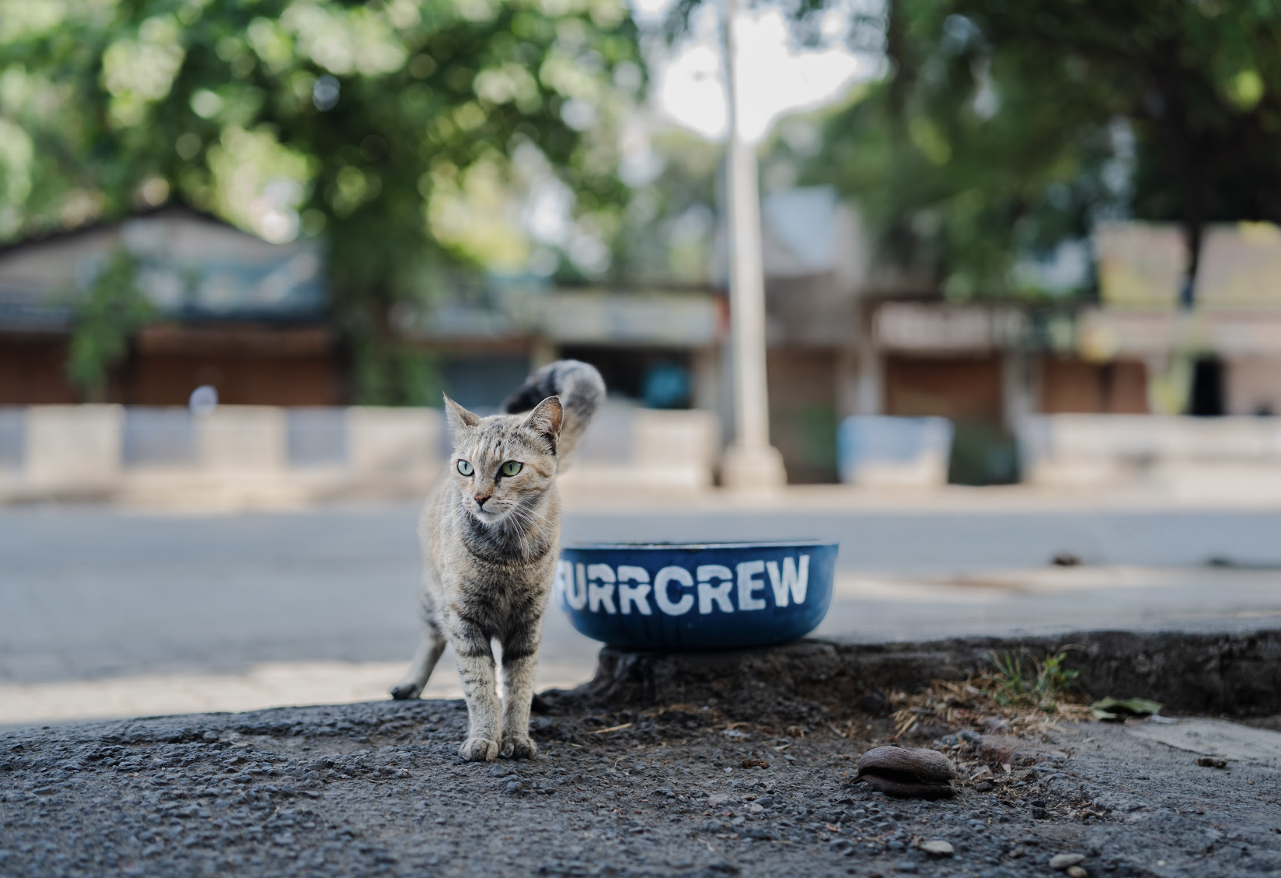Water Bowls for Community Animals 