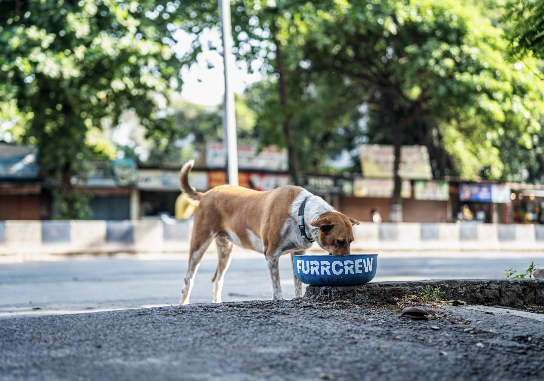 FurrCrew Water Bowl Initiative 2026