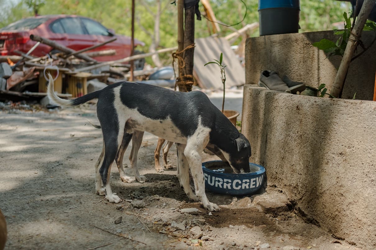 Furrcrew × Aniheal, Jaipur: Water Bowl Initiative