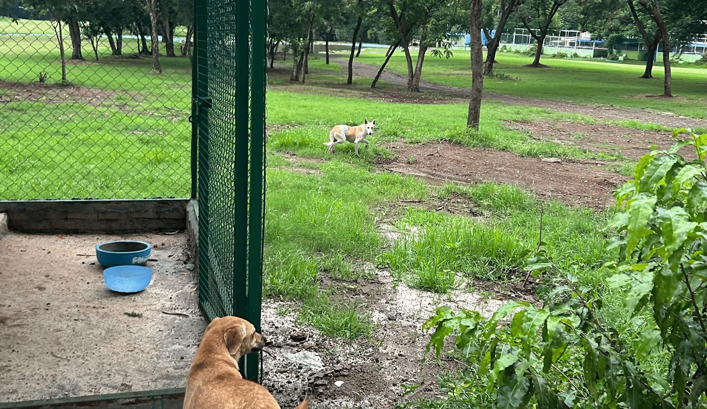 Animal Welfare Programme for The Poona Club